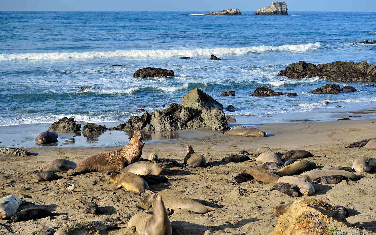 Le voyage parfait sur la Pacific Coast Highway