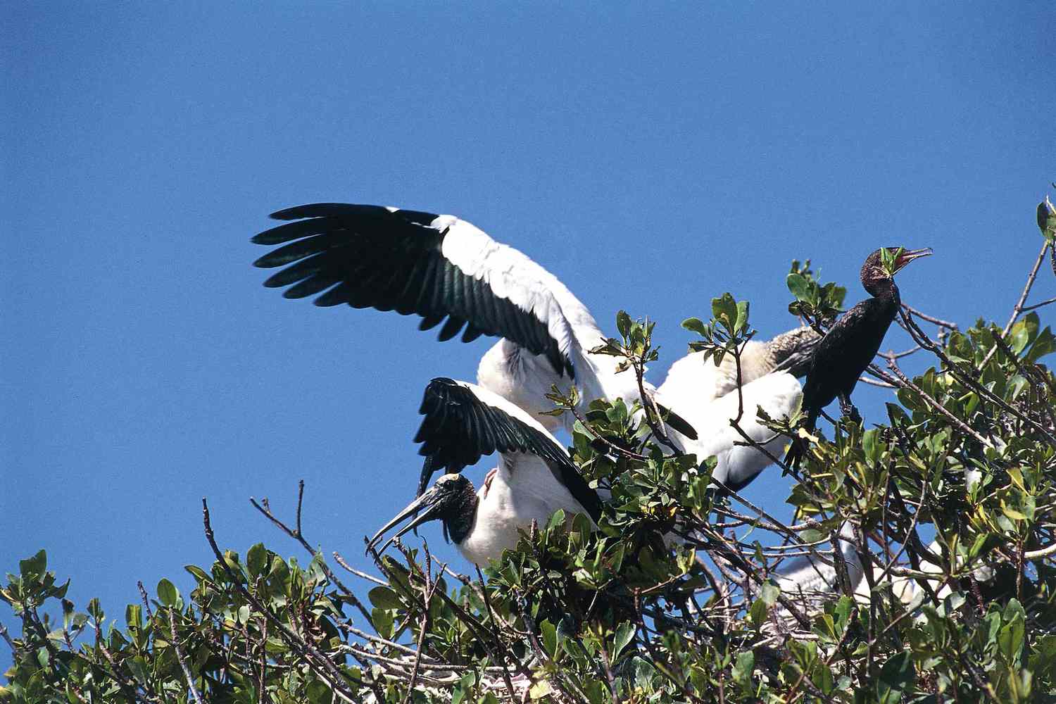 Cigognes au Parc National de Lagunas de Chacahua, État d'Oaxaca, Mexique