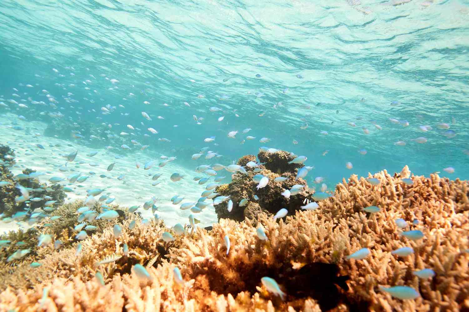 Récif et poissons au large des côtes de Fidji