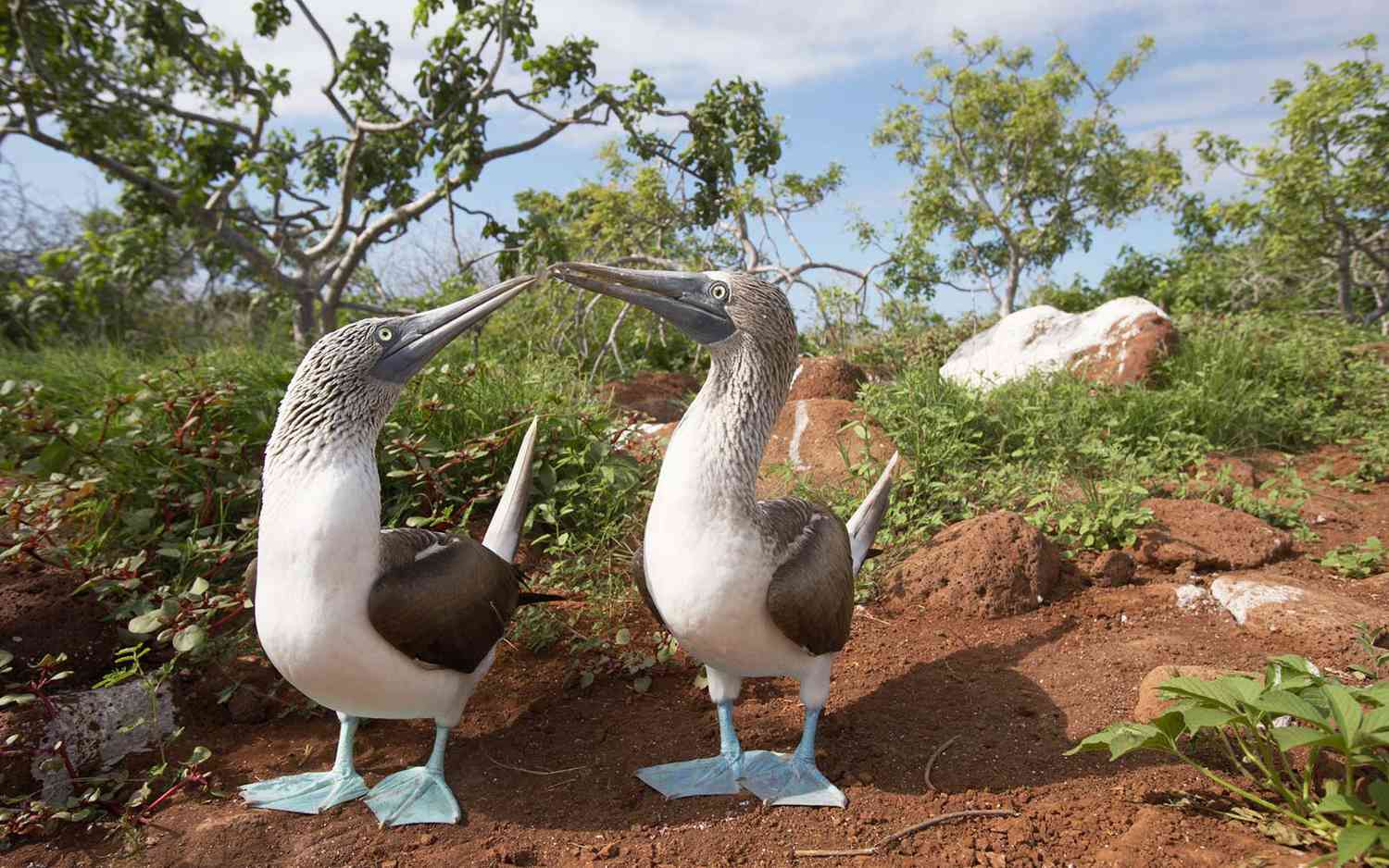 Fous à pieds bleus, Îles Galápagos, Équateur