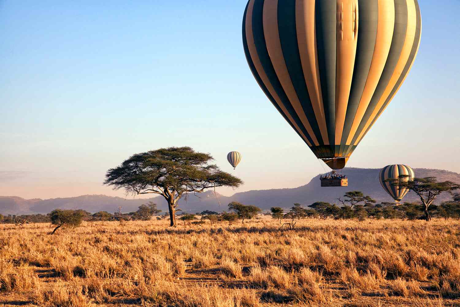 Trois montgolfières flottent au-dessus des plaines du parc national du Serengeti à l'aube.