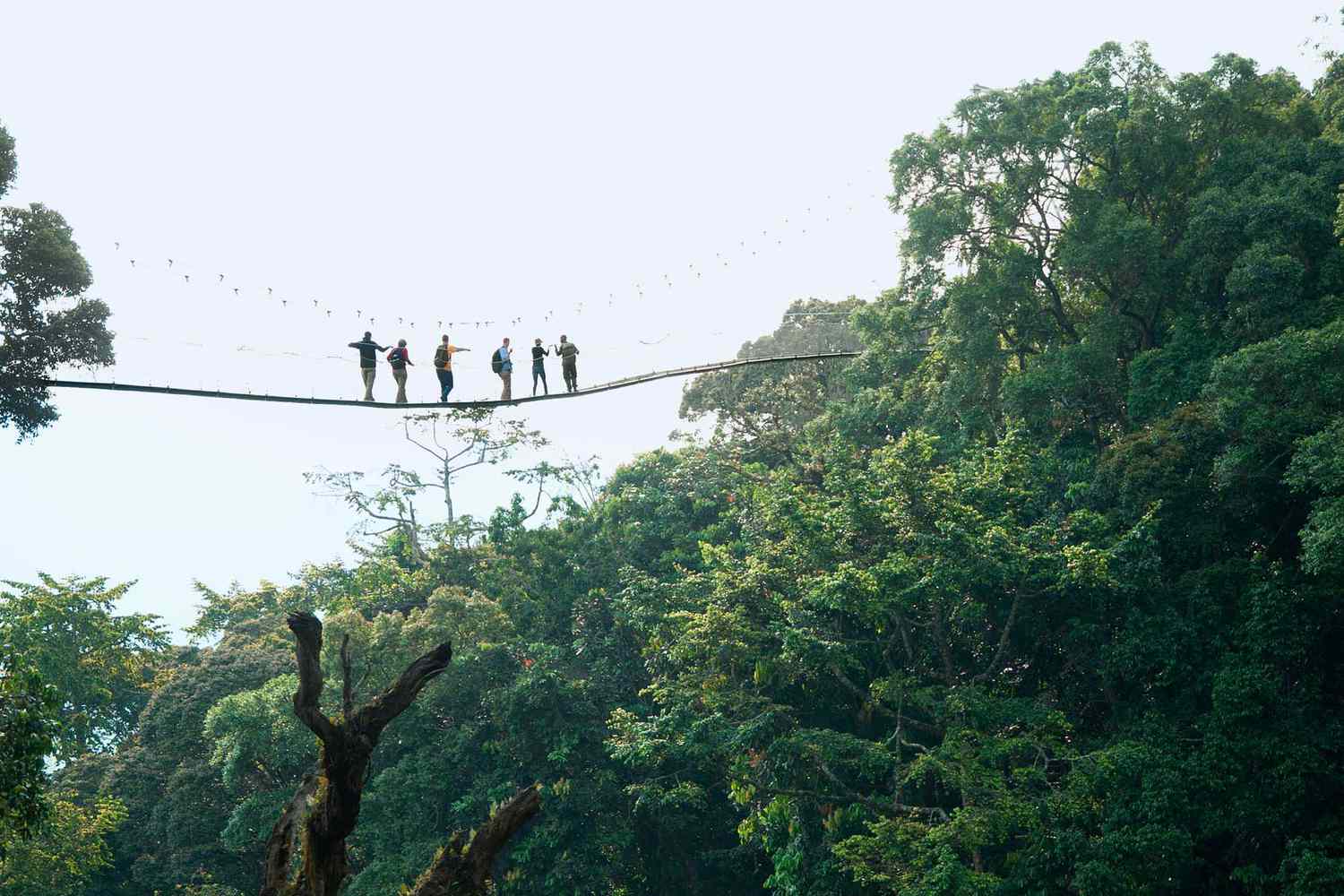 Six personnes traversant un pont en corde dans un parc national verdoyant au Rwanda.