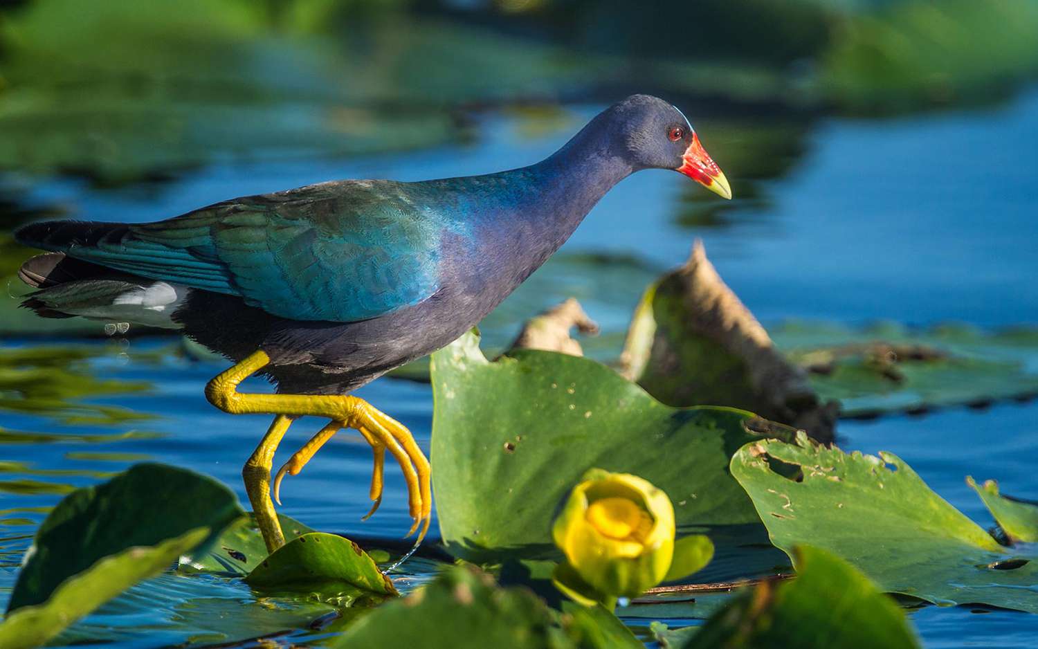 Observation des oiseaux à Fort Myers, Floride