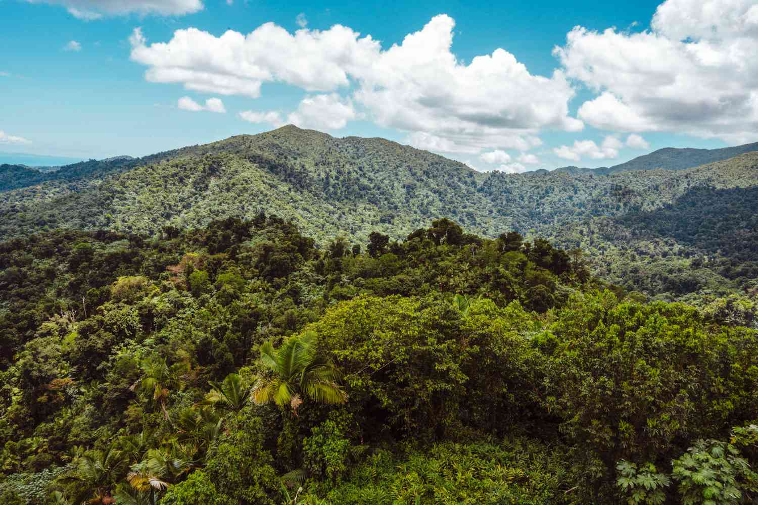 Vue large des arbres couvrant les montagnes d'El Yunque