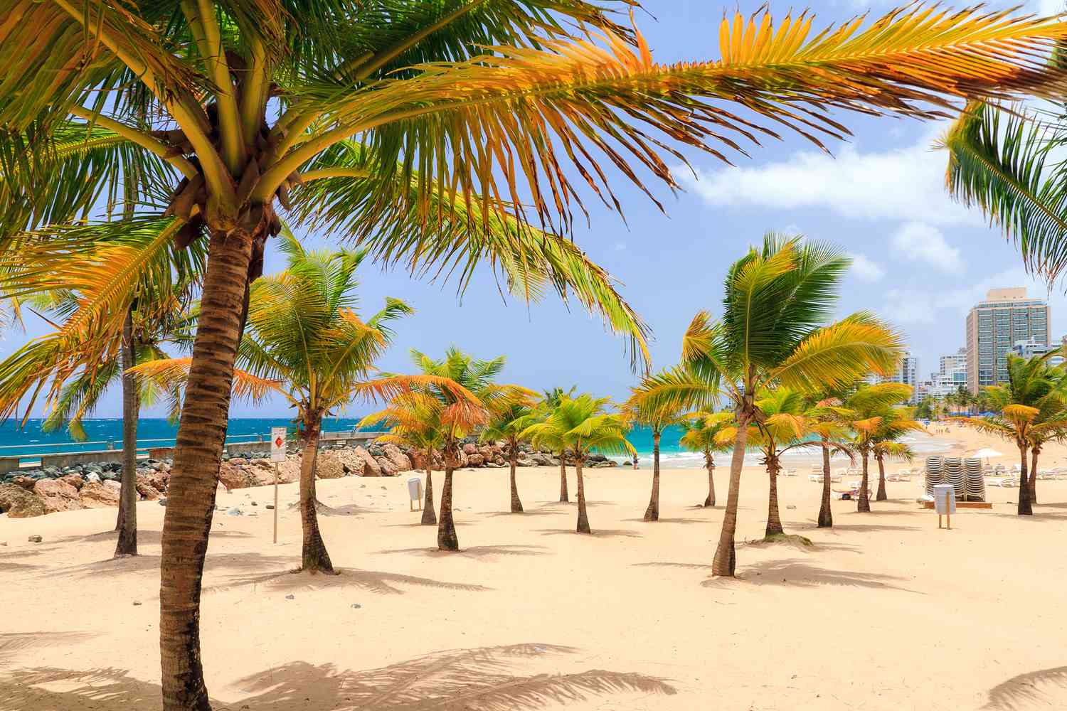 Magnifiques palmiers tropicaux sur la populaire plage touristique de Condado à San Juan, Porto Rico