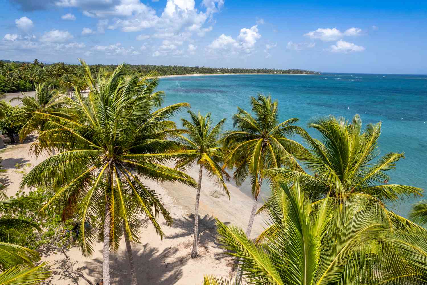Palmiers sur la plage de Dorado à Porto Rico lors d'une ensoleillée journée d'été.