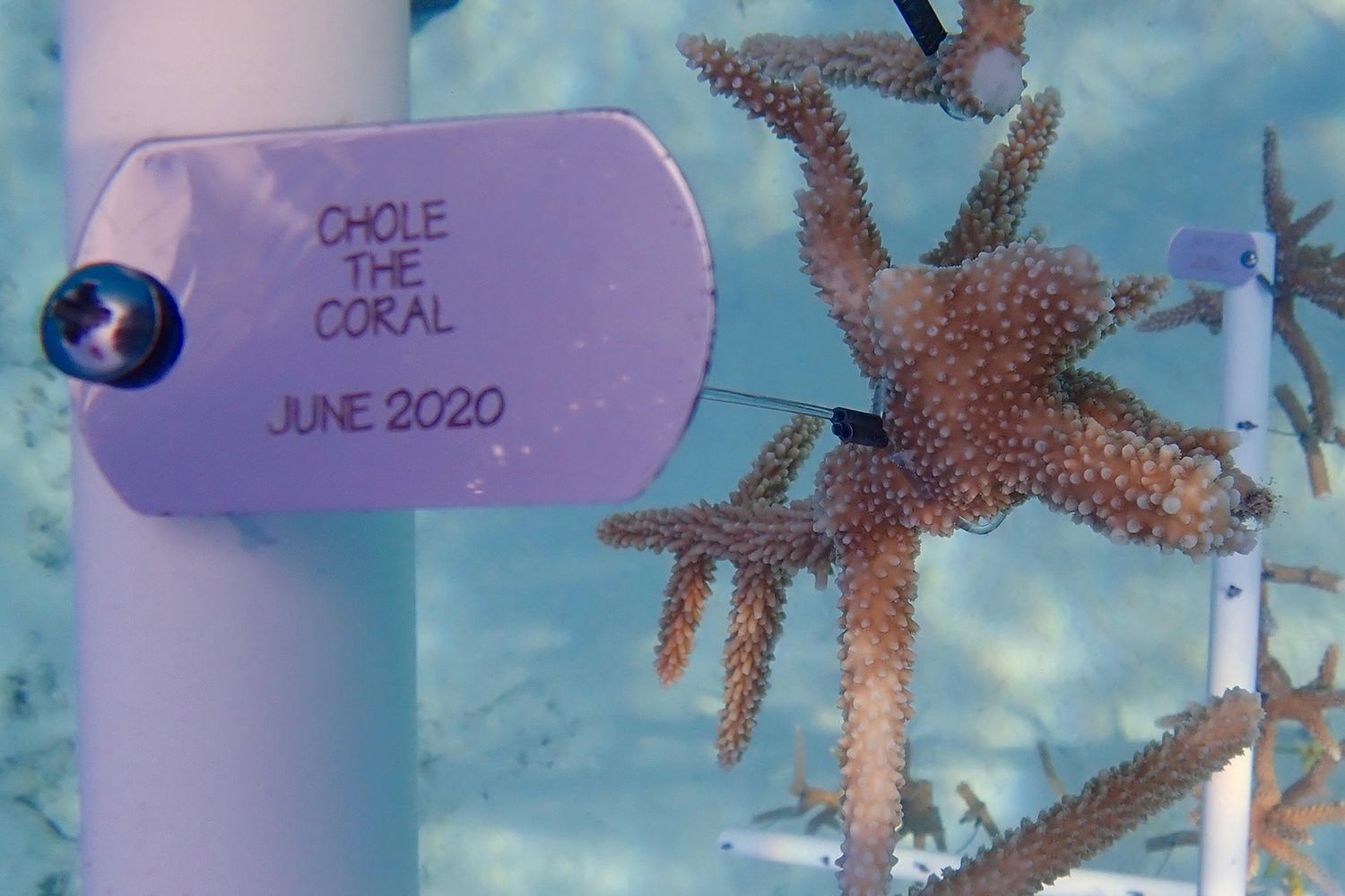 La pépinière de coraux à la Bahamas Reef Environment Educational Foundation