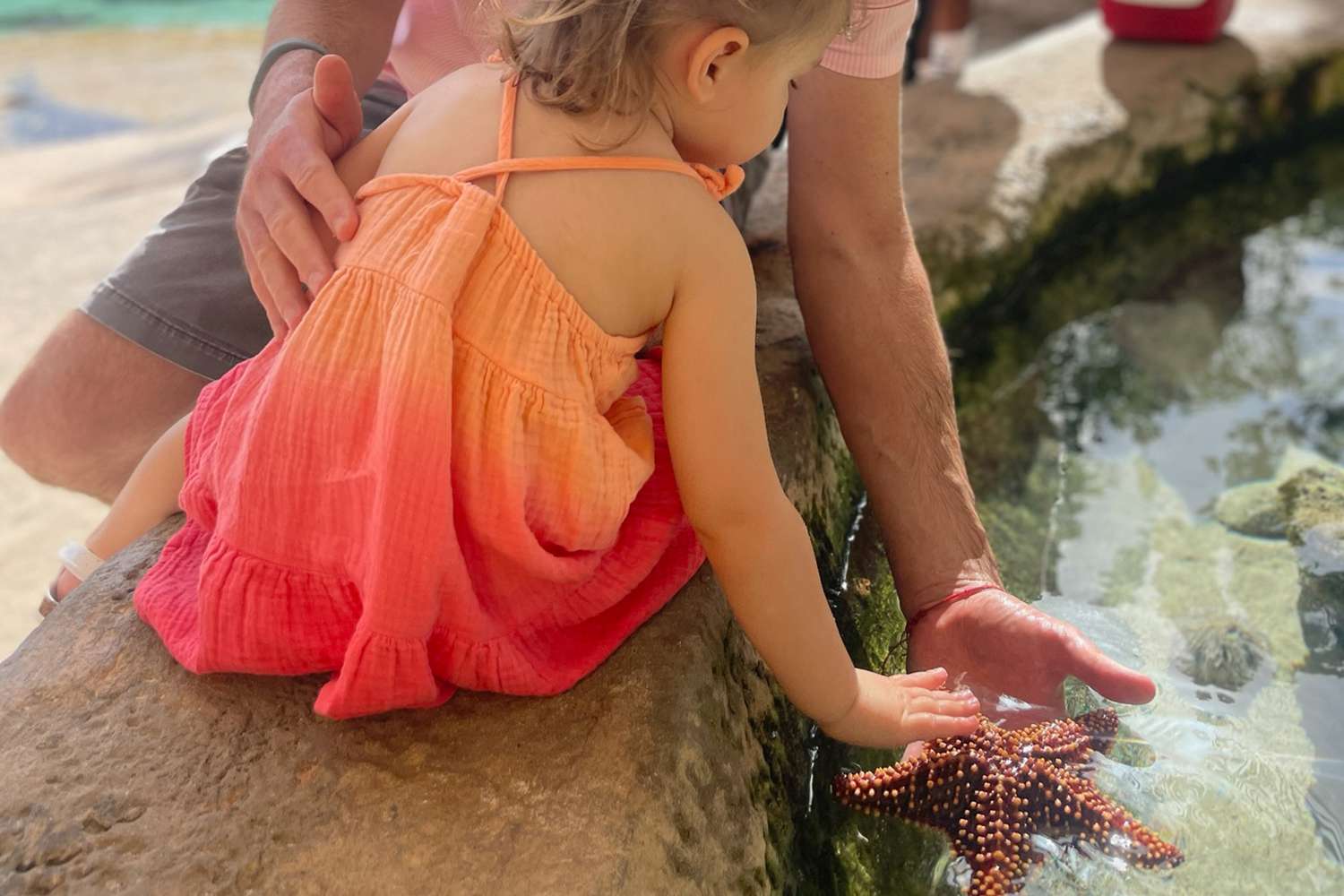 Un père et sa fille touchent une étoile de mer dans une pépinière de coraux aux Bahamas