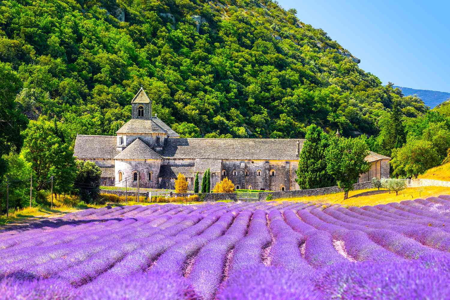 Abbaye de Sénanque et ses champs de lavande en fleurs, Gordes, France