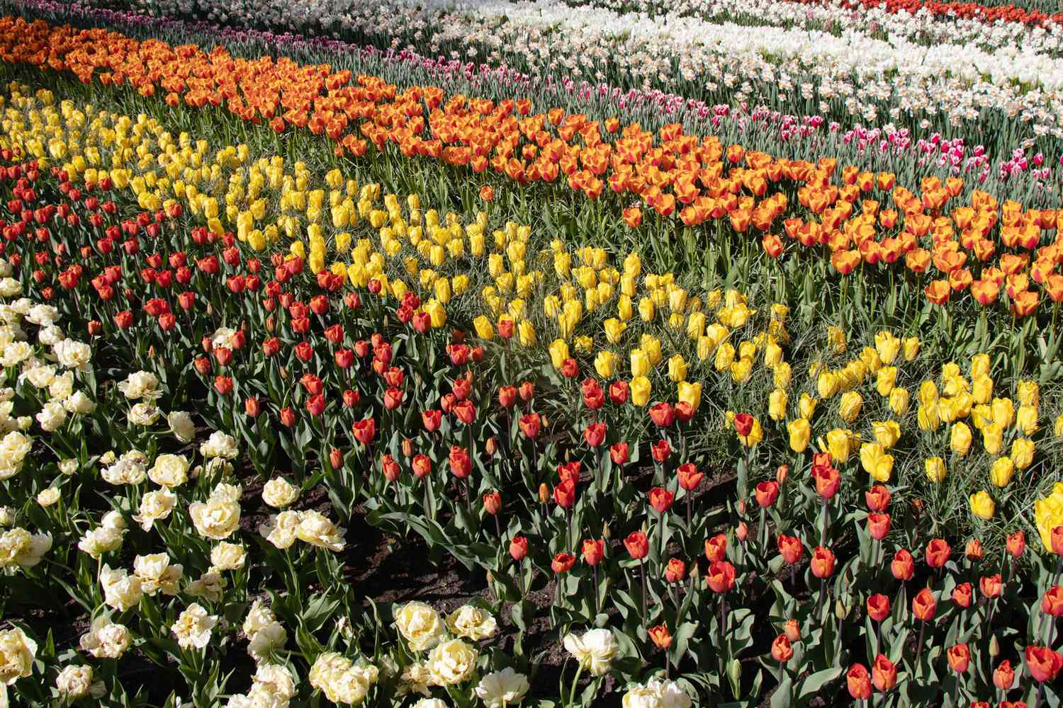 Tulipes multicolores à Keukenhof