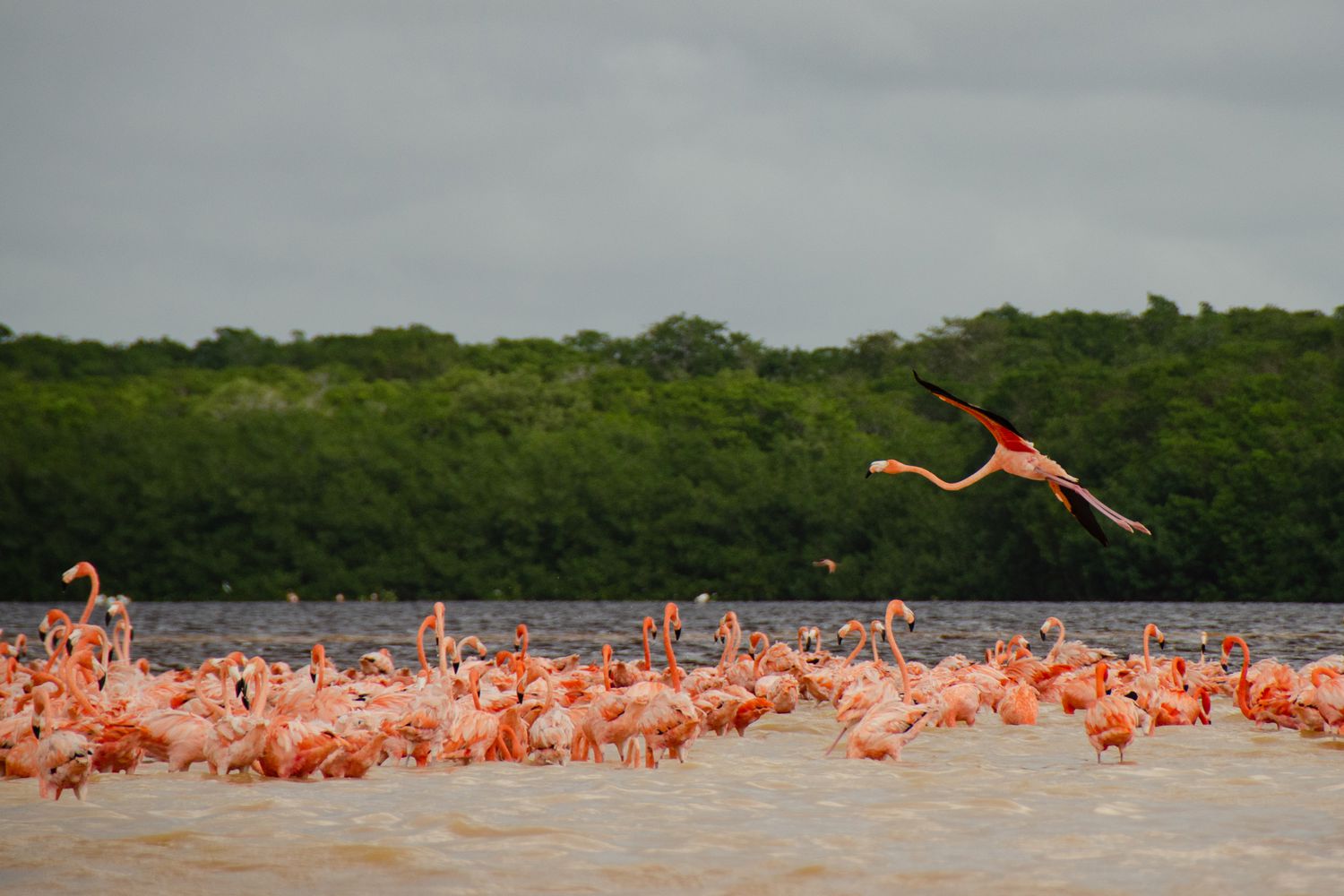 Flamants roses dans la nature à Celestun, Yucatán, Mexique