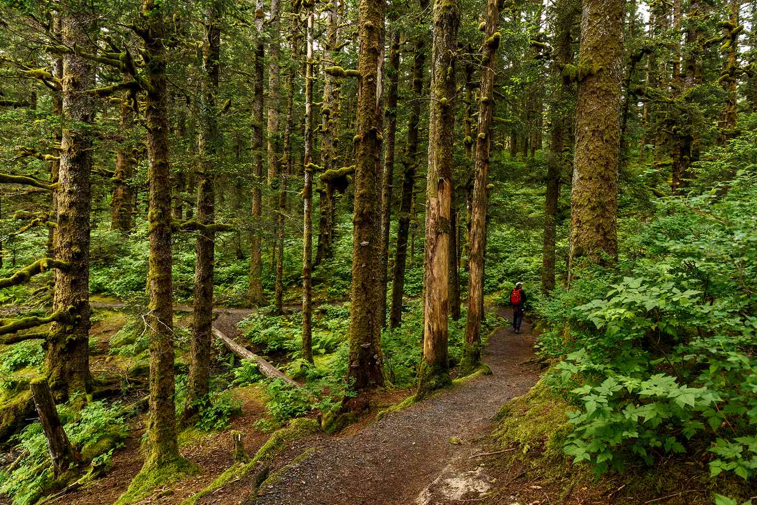 Quelqu'un en randonnée dans une forêt des îles Aléoutiennes de l'Alaska