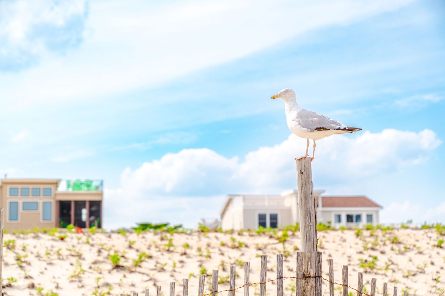 Un goéland se repose et profite des plages de LBI.
