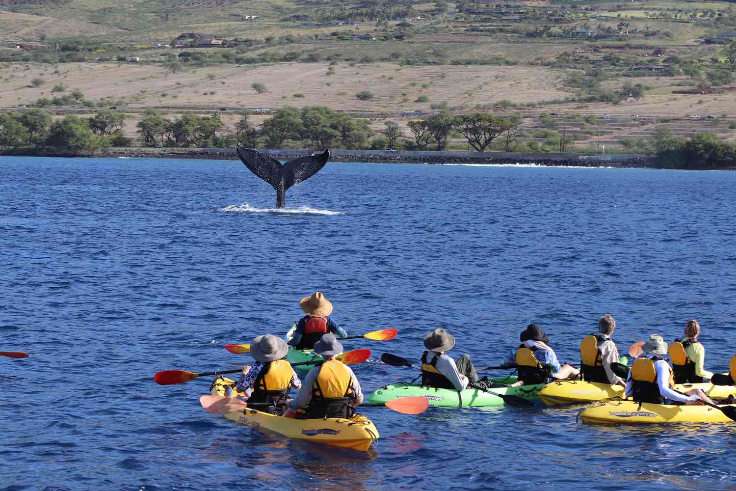 Une excursion en kayak observant une queue de baleine sortir de l'océan