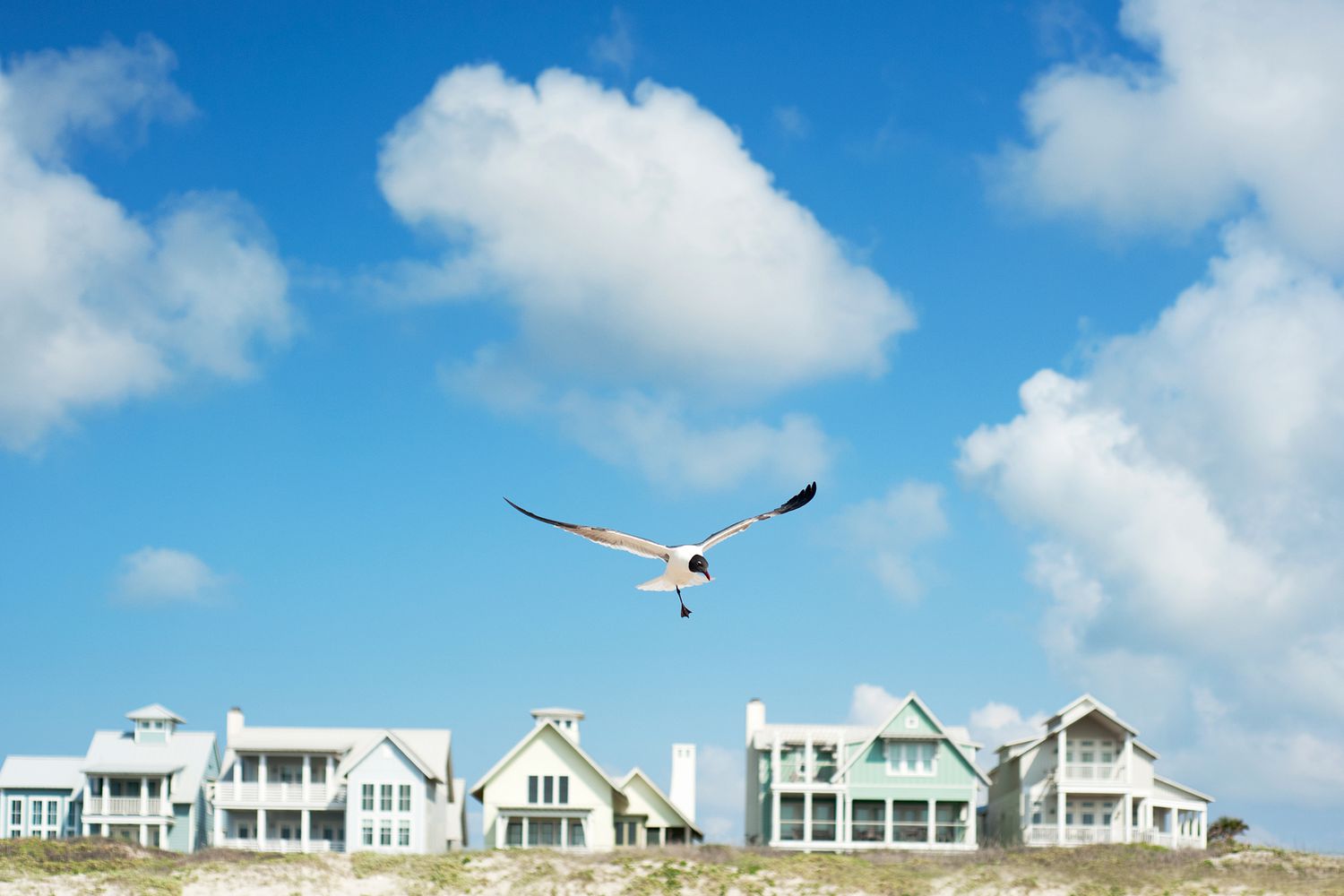 Un goéland en plein vol devant des maisons de plage sur la côte du Texas.