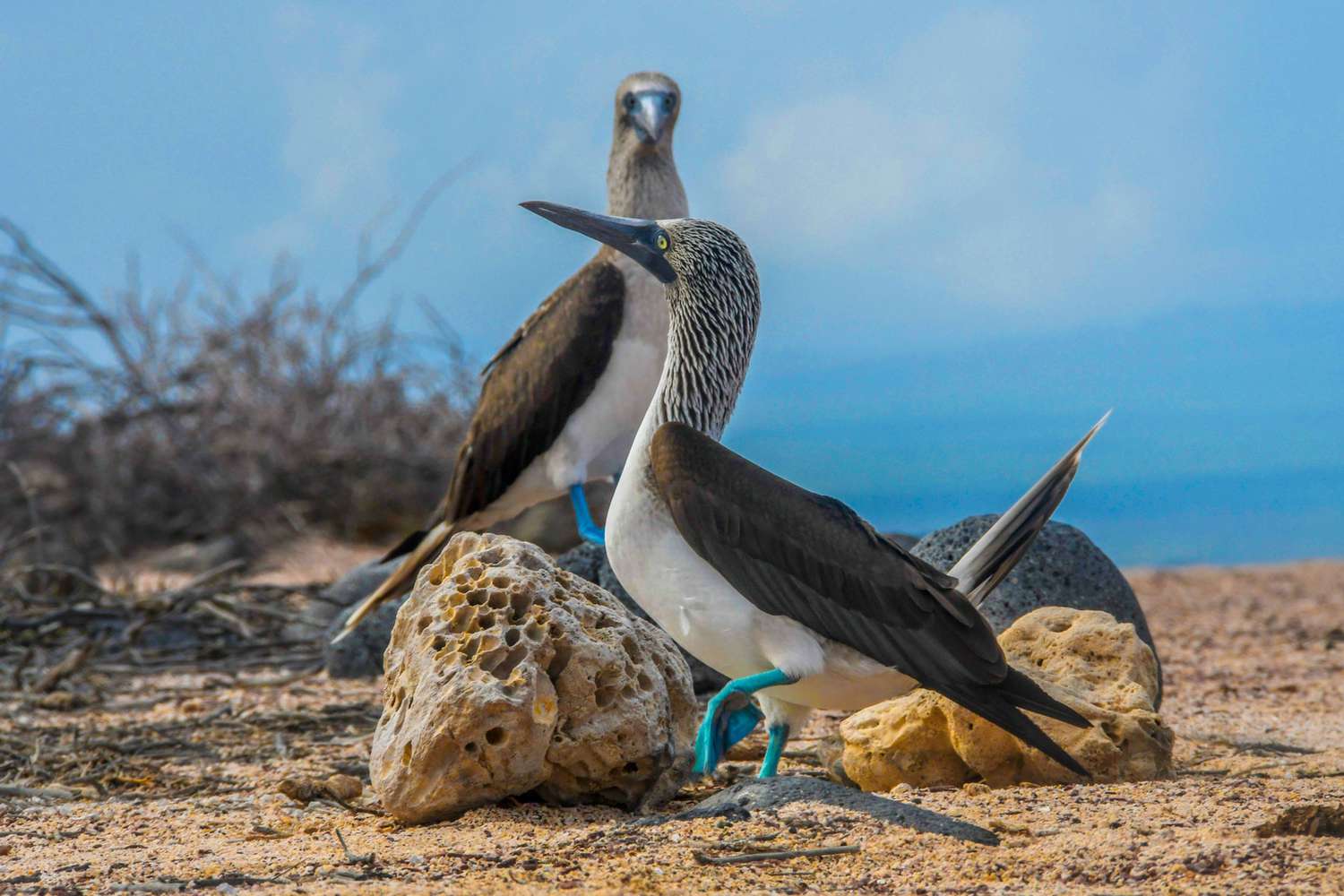 Oiseaux fous à pieds bleus aux Galápagos