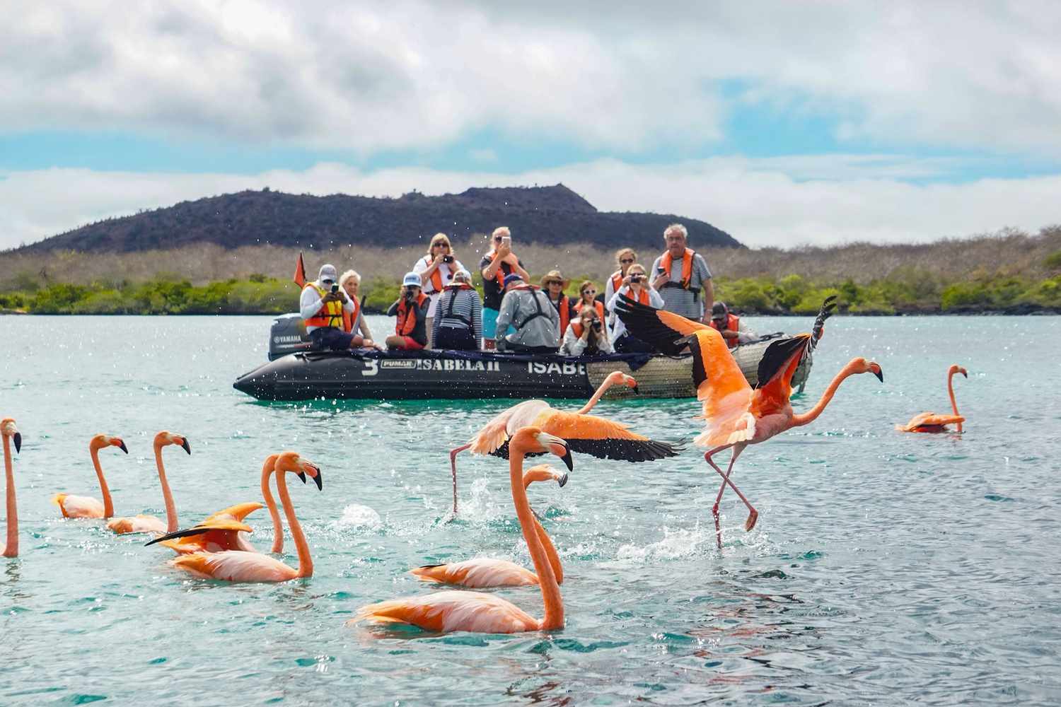 Bateau de touristes observant une volée de flamants dans l'eau