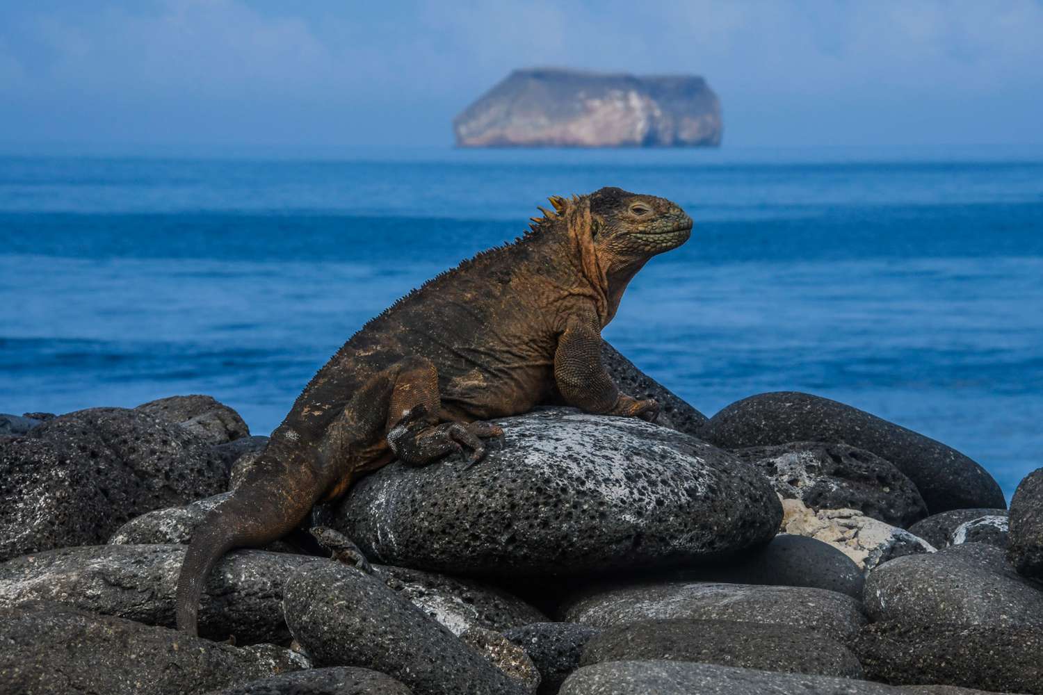 Iguane terrestre perché sur un rocher aux îles Galápagos