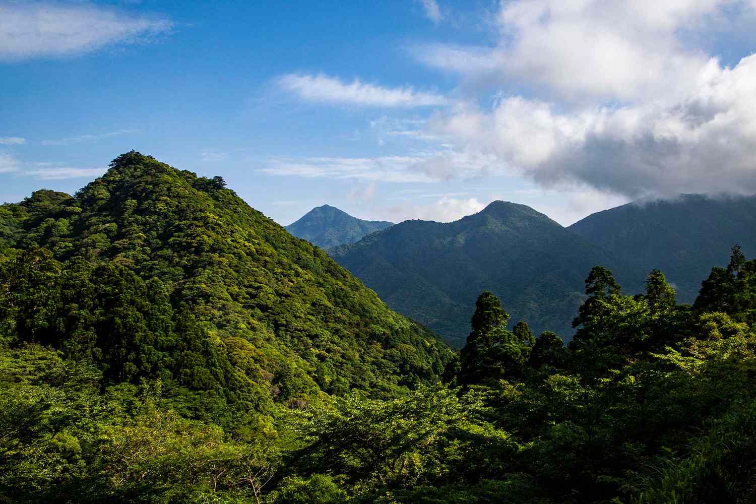 Yakushima, une île subtropicale au sud de Kyushu, Japon