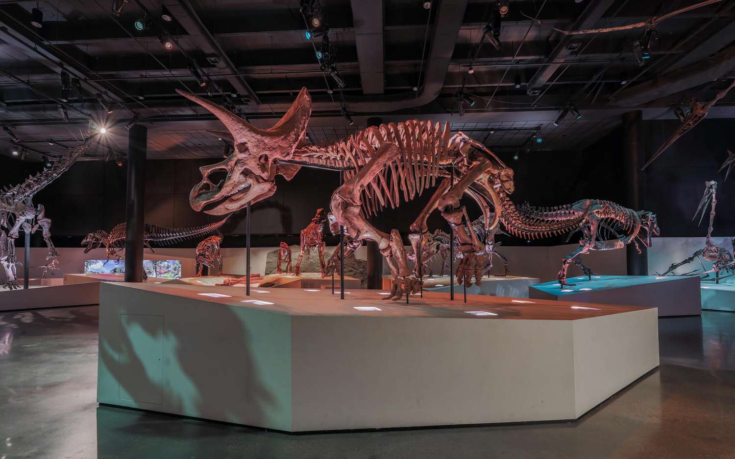 Musée d'Histoire Naturelle de Houston