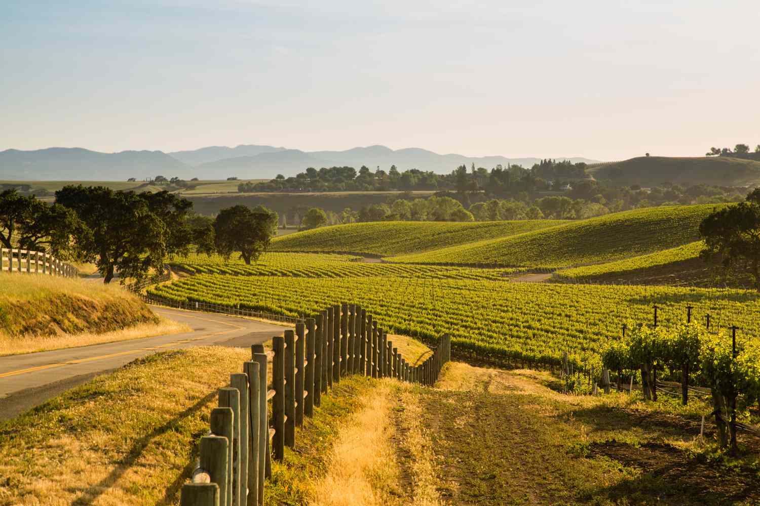 Route à côté d'un vignoble luxuriant en Californie, Santa Ynez, CA