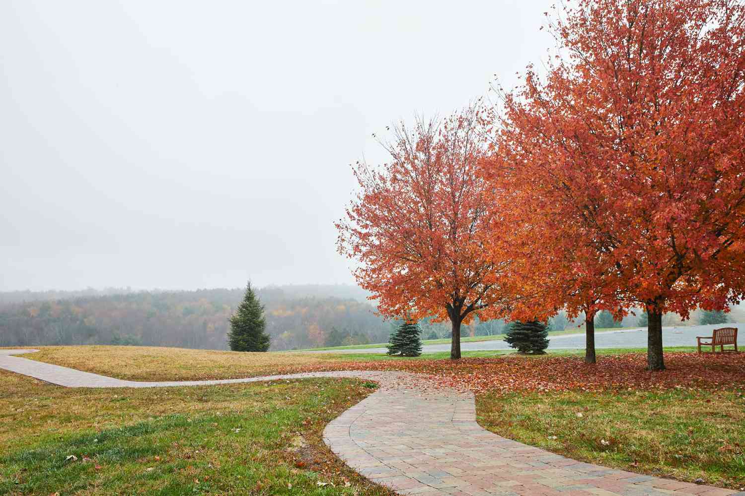Un sentier à travers Bethel Woods, dans les Catskills, avec des feuilles orange vif sur les arbres
