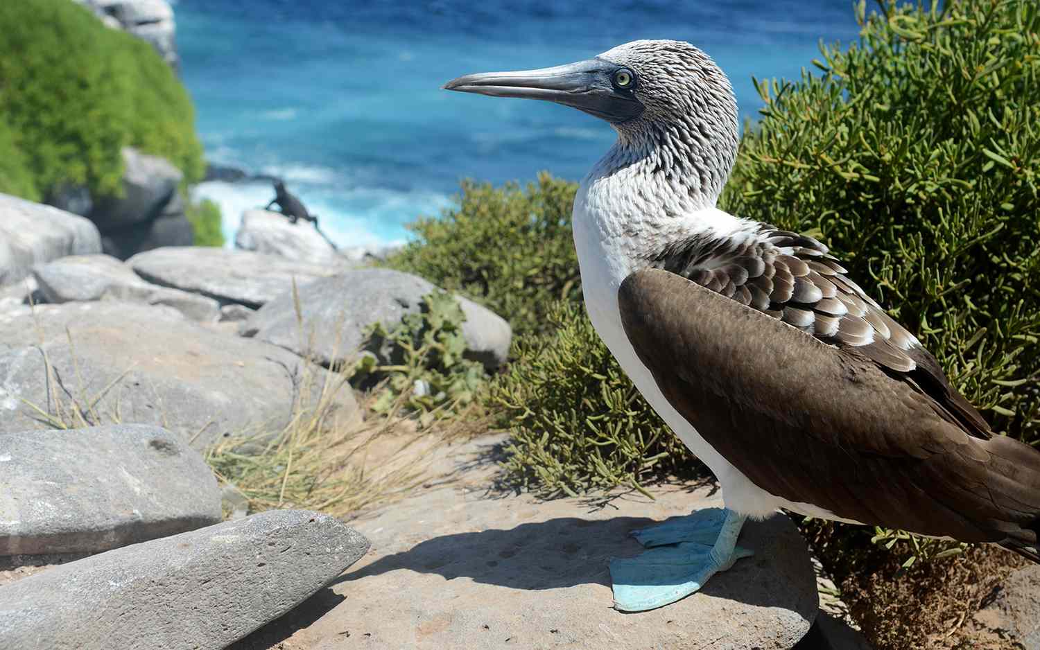 Îles Galápagos