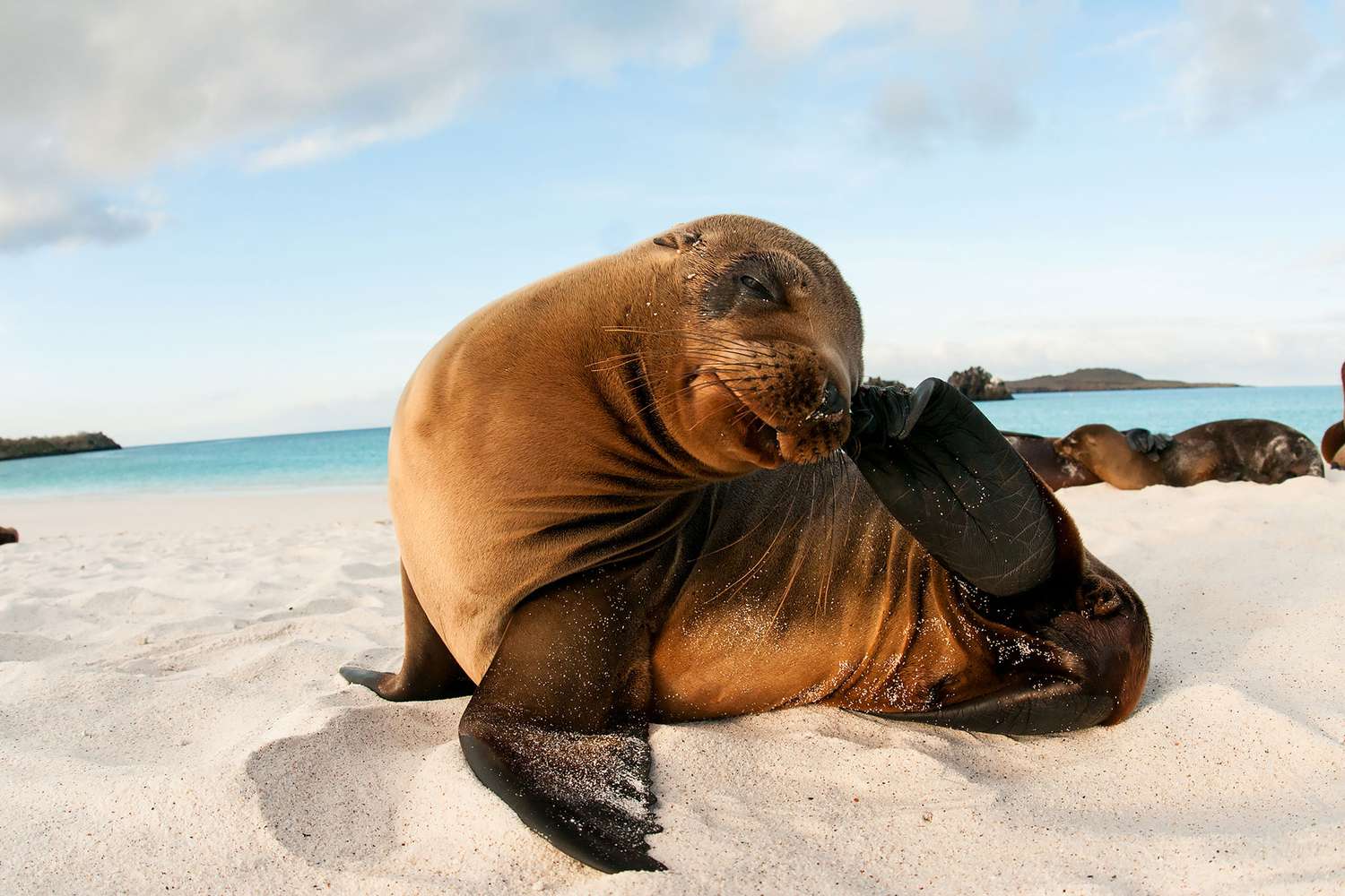 Gros plan d'une otarie sur la plage aux Galápagos