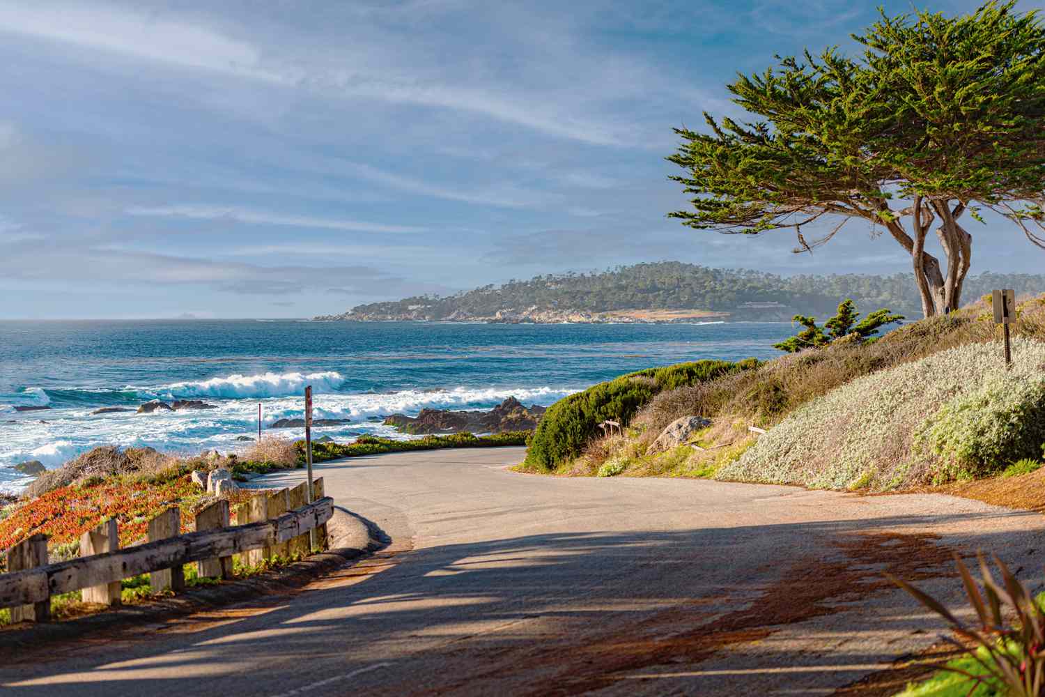 Arbres sur la côte avec l'océan en arrière-plan. Californie, États-Unis d'Amérique