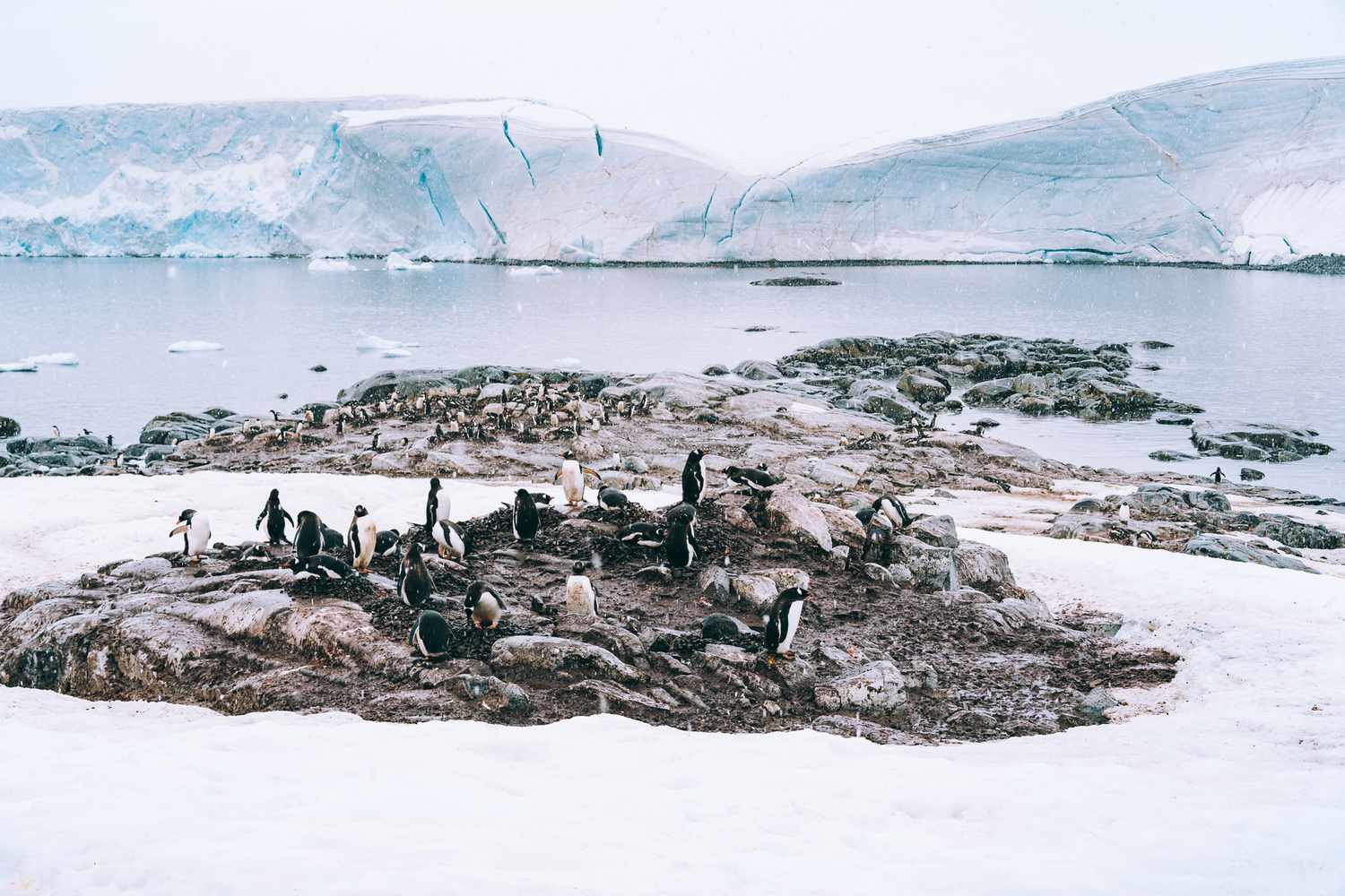 Pingouins à Damoy Point