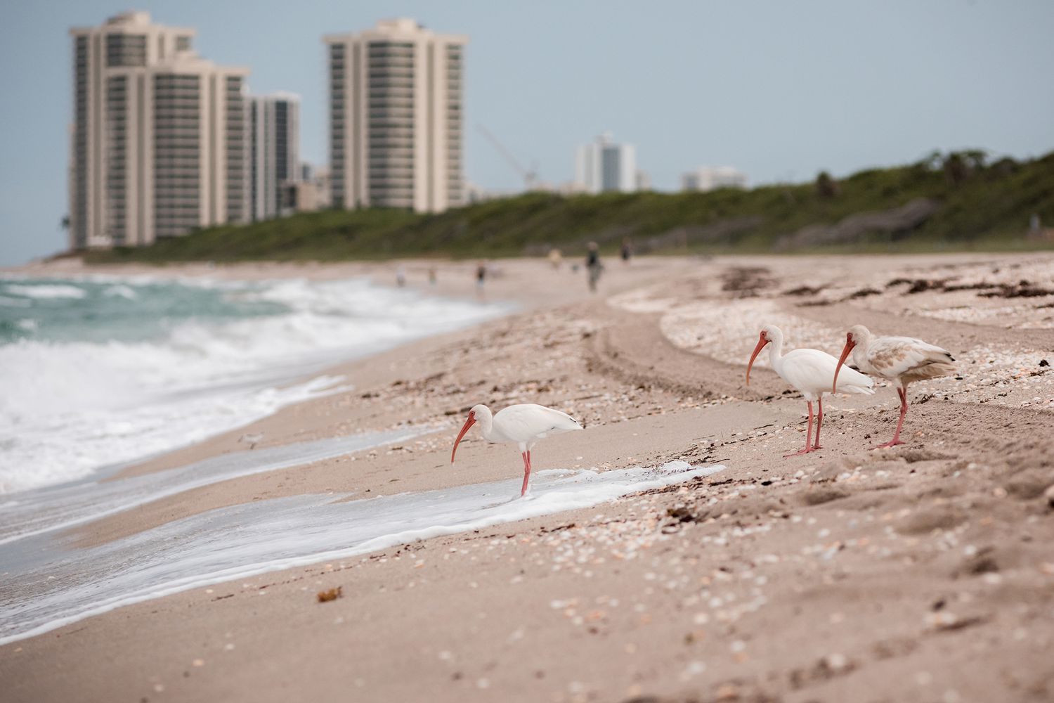 Oiseaux sur la plage au parc d'État John D Macarthur à North Palm Beach