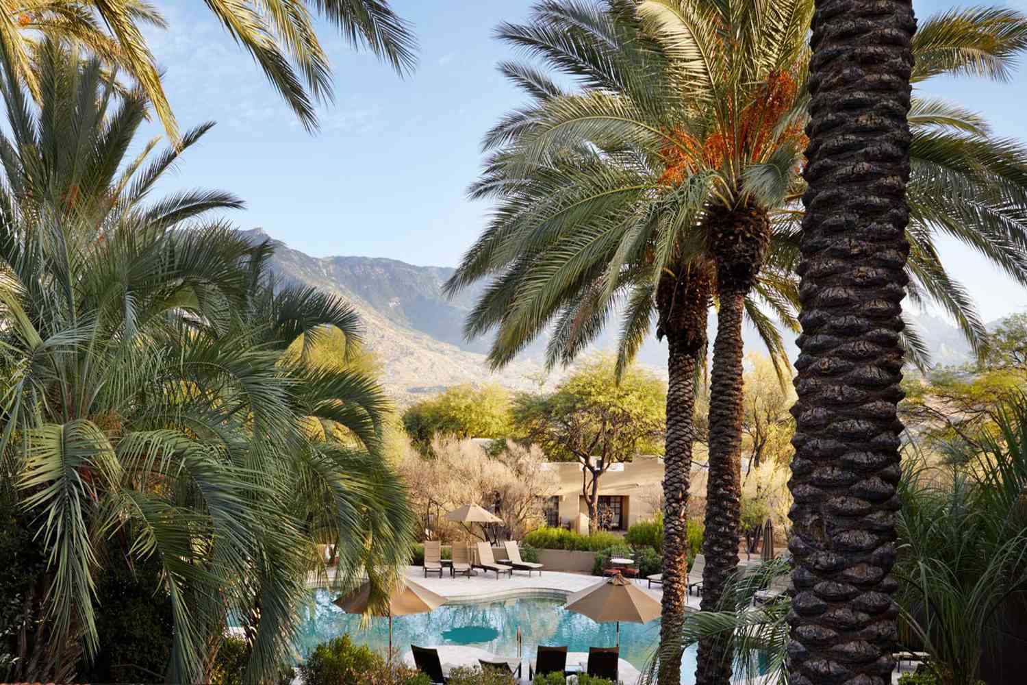 View of pool surrounded by palm trees