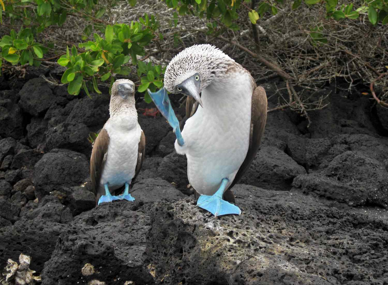 Fou à pieds bleus