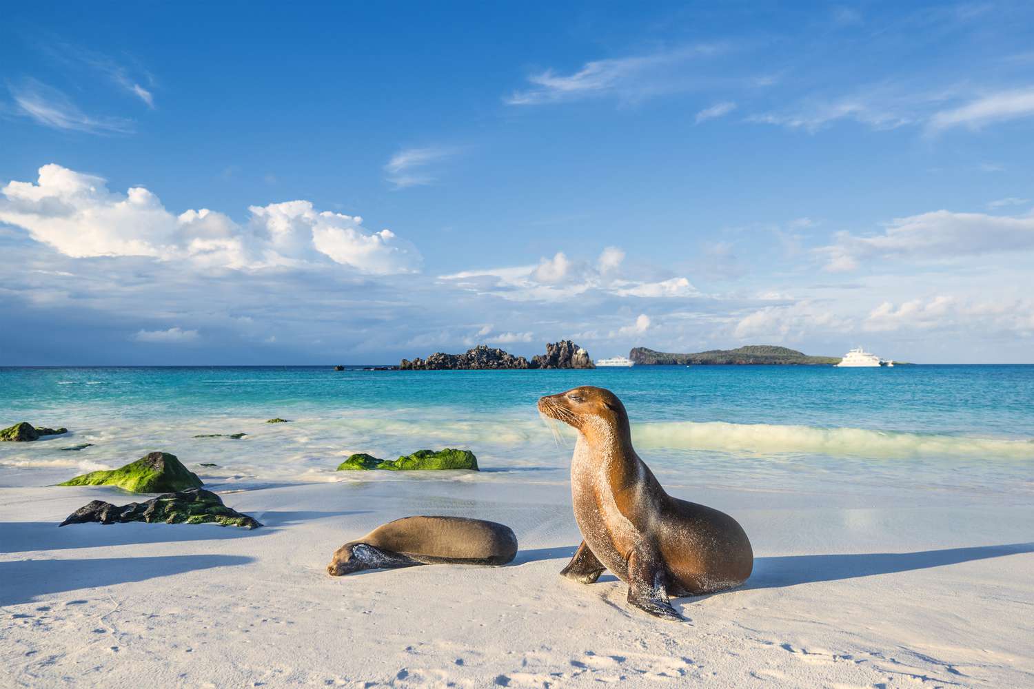 Un lion de mer des Galápagos (Zalophus wollebaeki) sur la plage de l'île Española