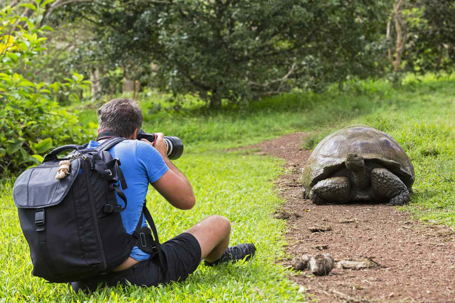 Équateur, îles Galápagos, Santa Cruz, homme photographiant une tortue géante des Galápagos