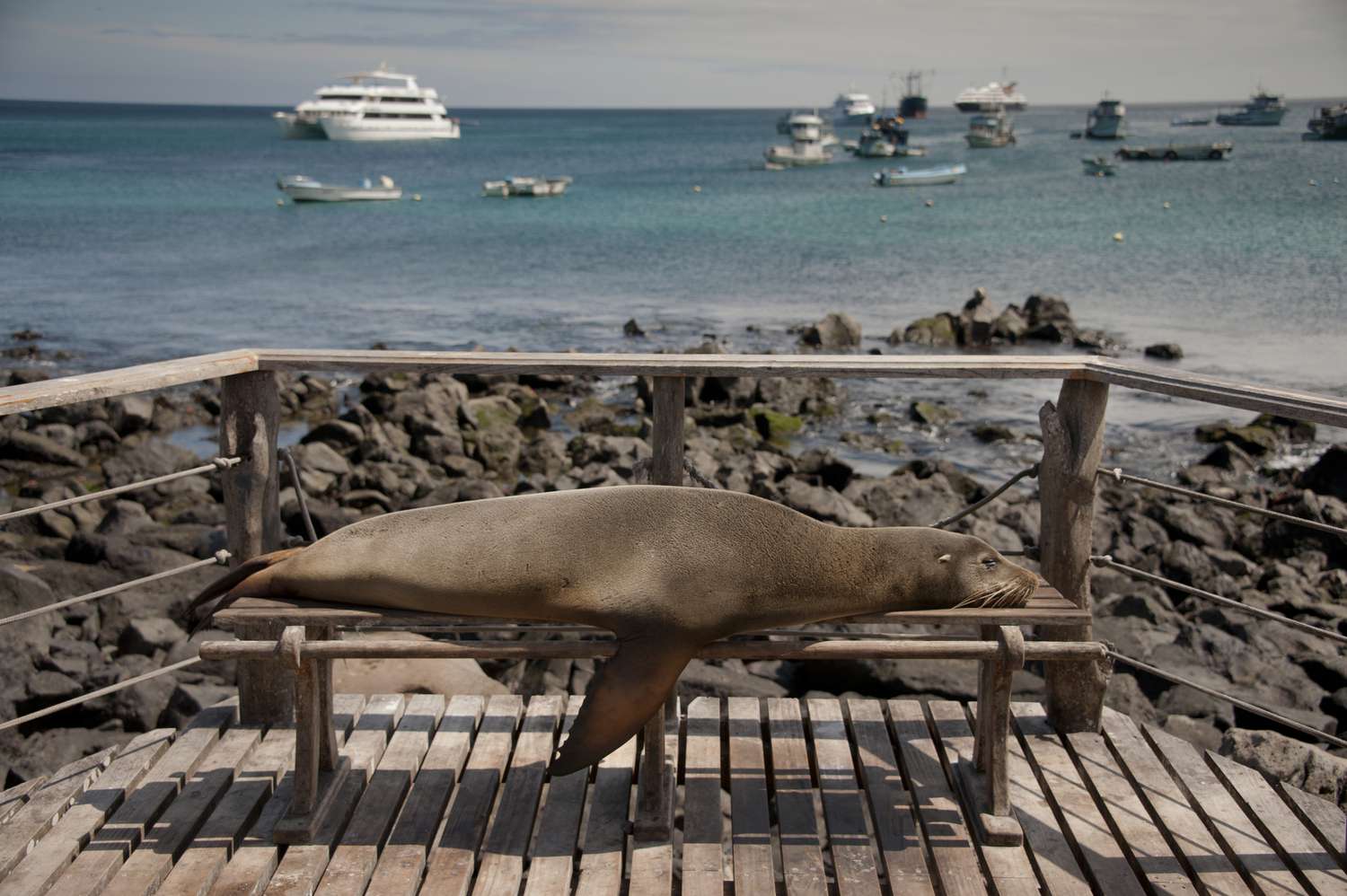 Un lion de mer fait une sieste sur un banc public, Port Aroya, îles Galápagos