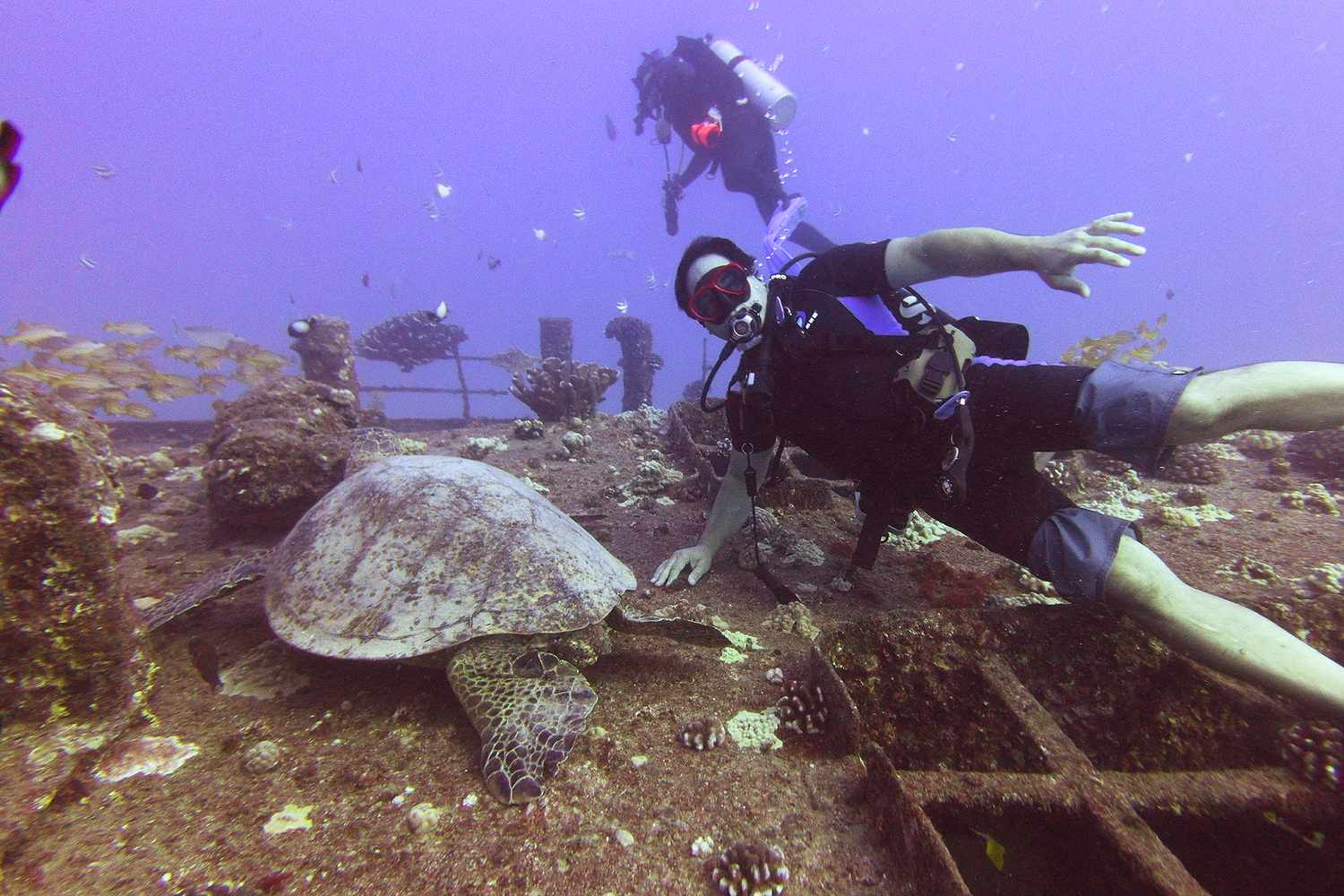 Plongeurs au Belize nageant à côté d'une tortue de mer