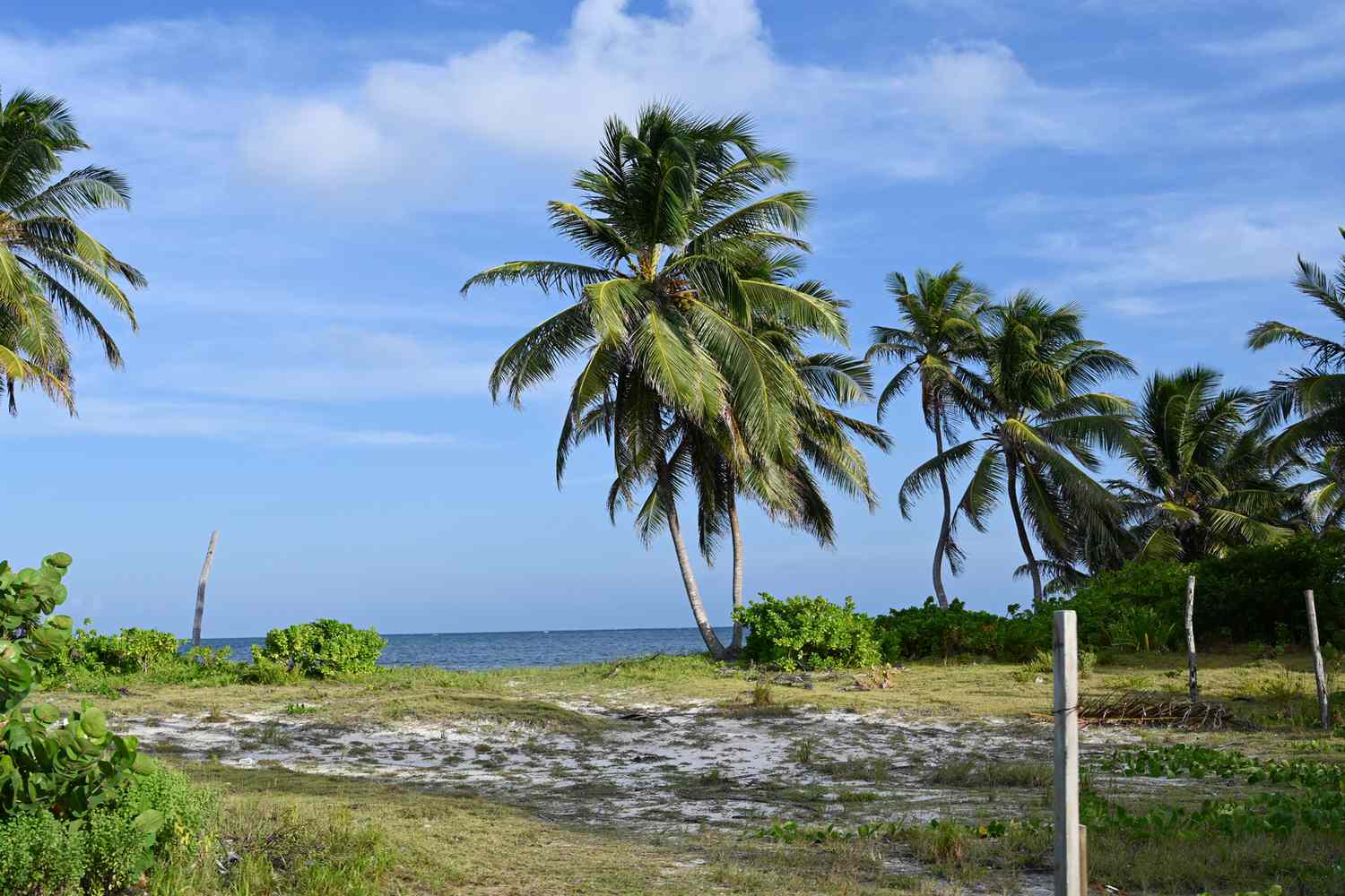 Vue des palmiers et de la végétation au bord de la mer au Belize