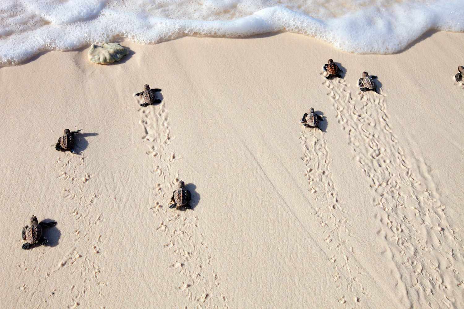 Des bébés tortues de mer rampent vers l'eau
