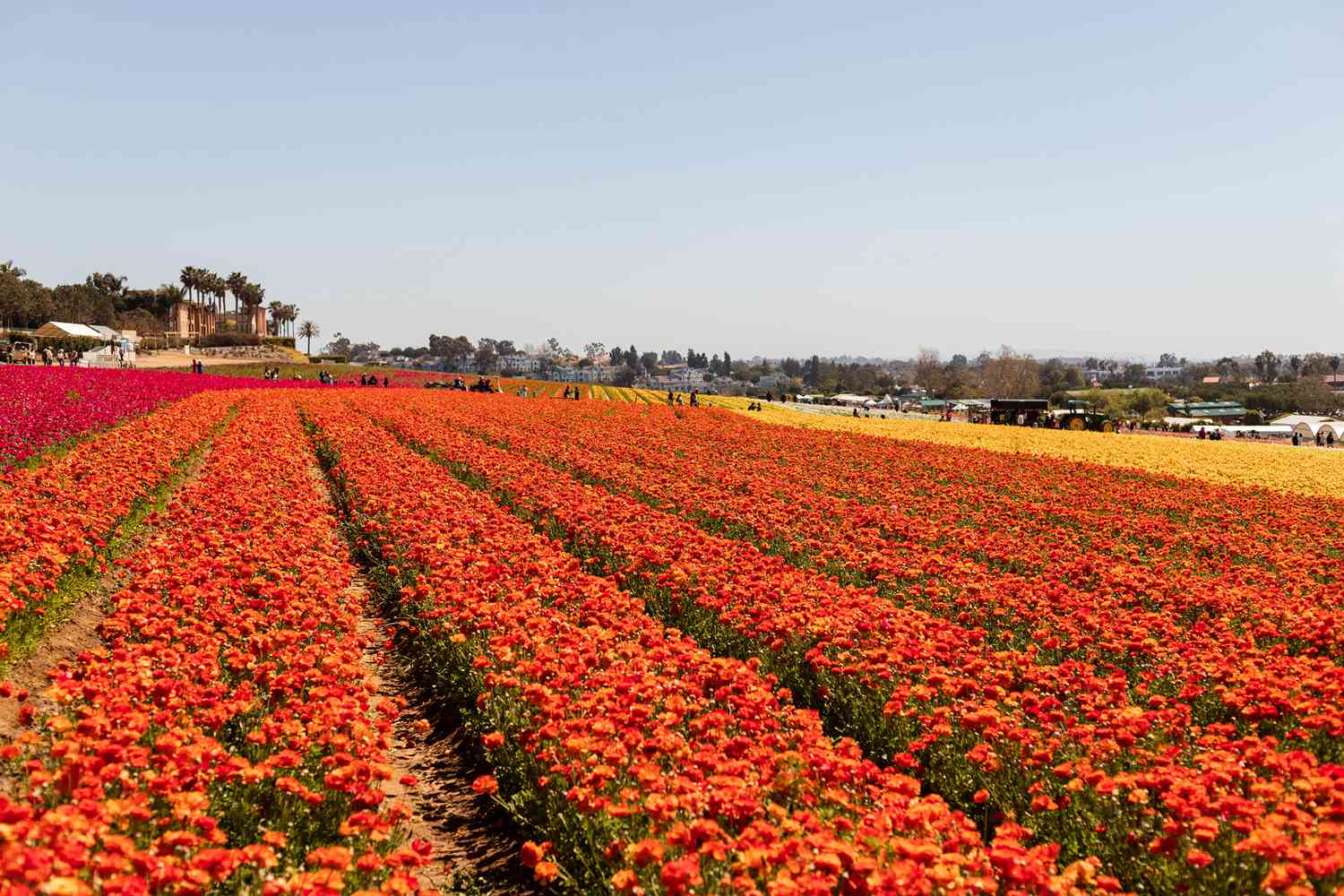 Grand champ de fleurs à Carlsbad