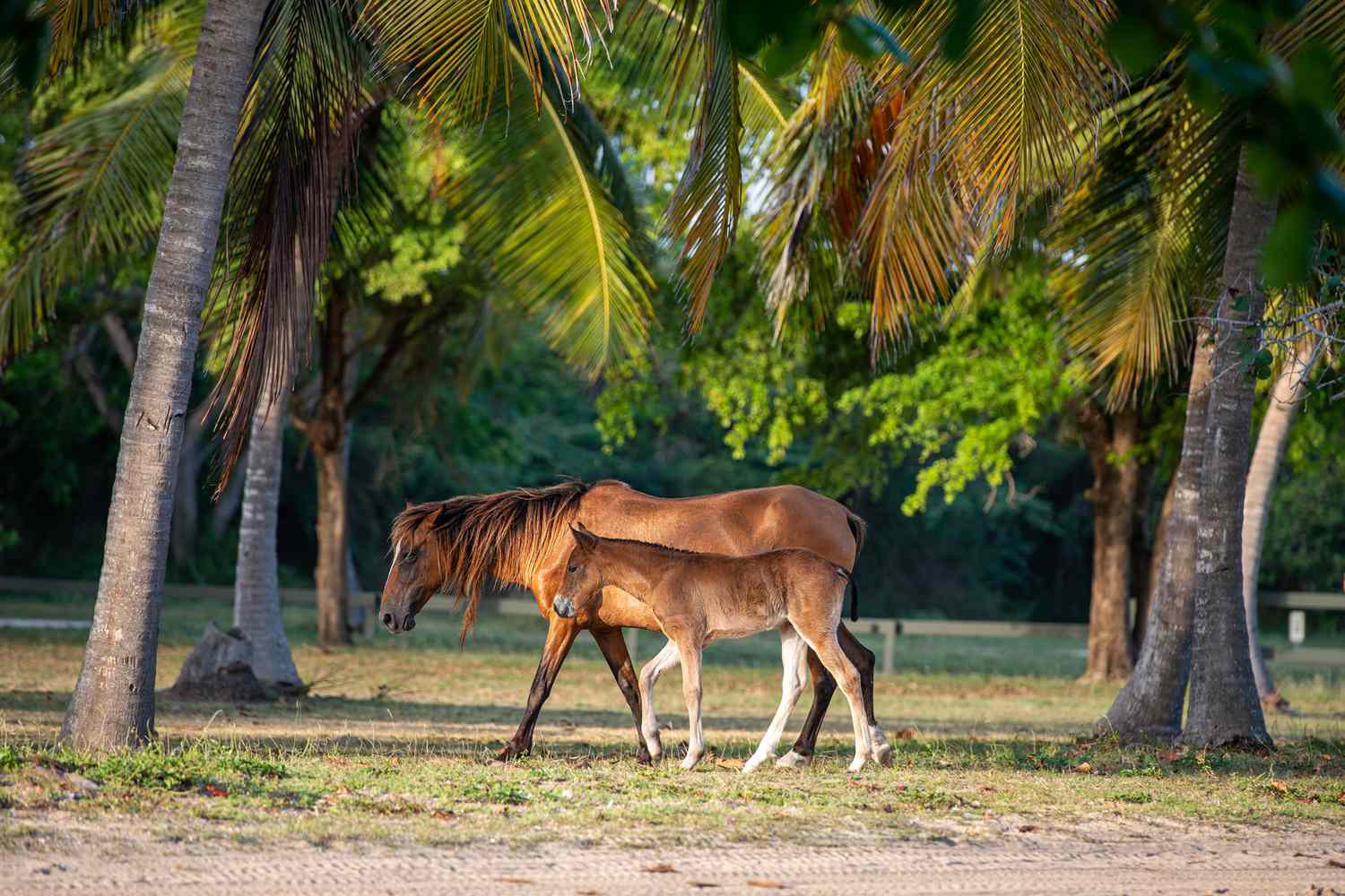 Chevaux sauvages jouant dans un fond verdoyant