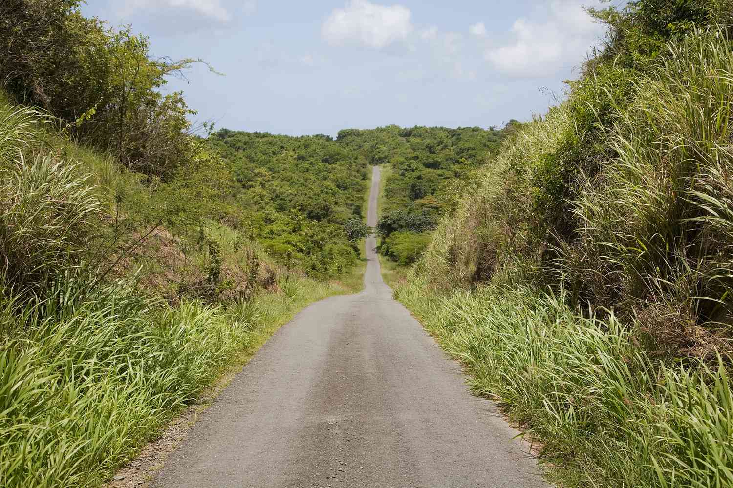 Route de campagne vide à travers Vieques, Porto Rico