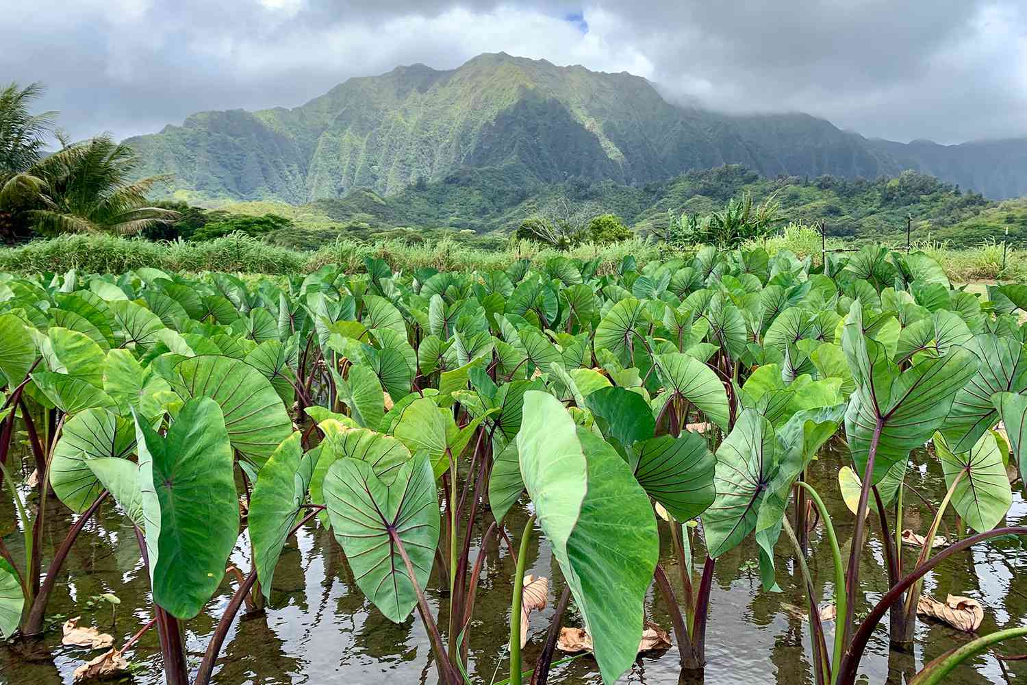 Prince Waikiki