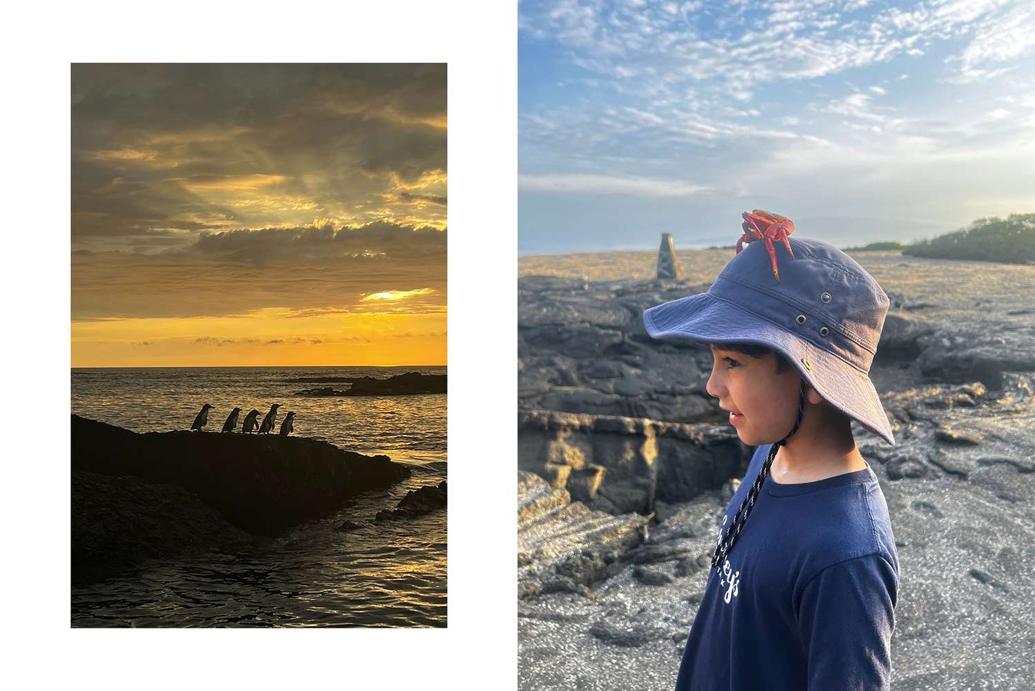 Paire de photos des Galápagos, l'une montrant des pingouins sur un rocher et l'autre montrant un garçon avec une coquille de crabe morte sur la tête