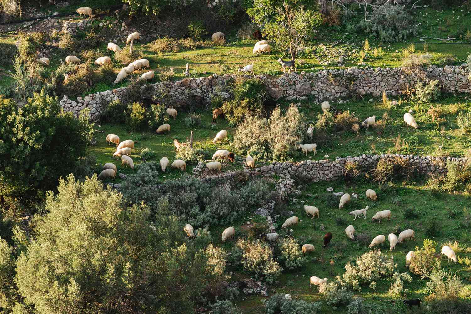 Des moutons paissant sur de l'herbe verte