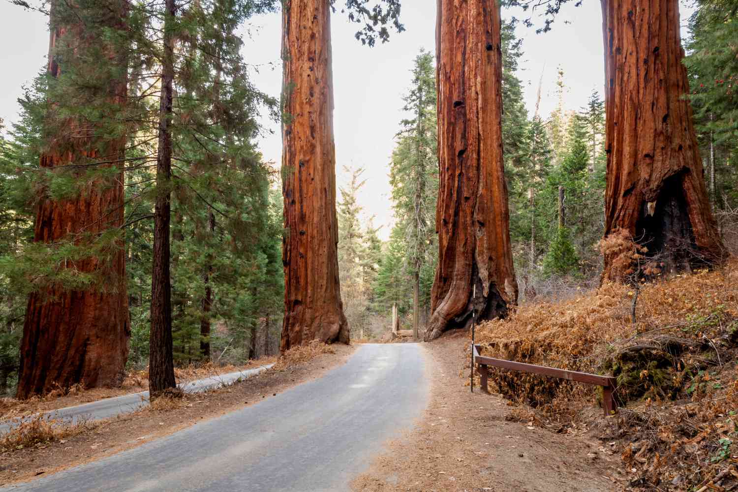 Arbres séquoias majestueux dans le parc national de Sequoia près de Visalia, Californie