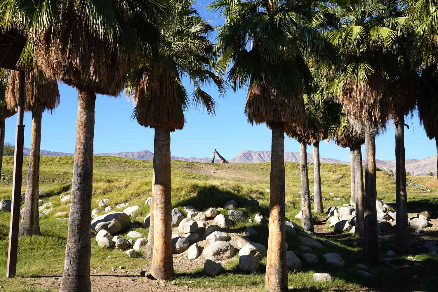Vue de girafes entre des palmiers au Palm Springs Living Zoo