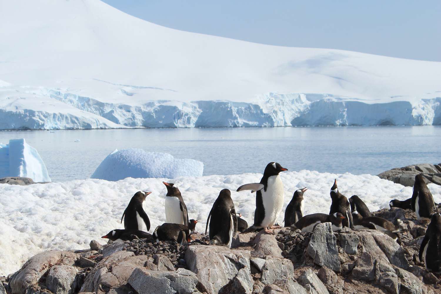 Des manchots sur une roche en Antarctique