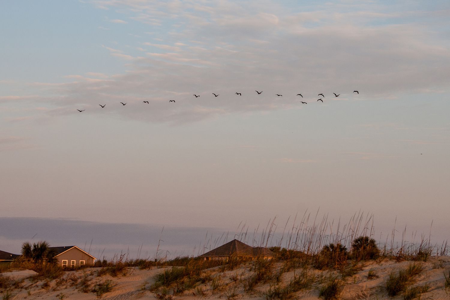 Pélicans au-dessus des dunes de sable à l'île des Palmiers, Caroline du Sud, à l’aube