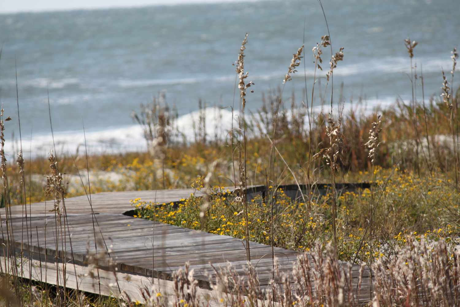Promenade de l'île de Kiawah, Caroline du Sud, menant à la plage et à l'océan.